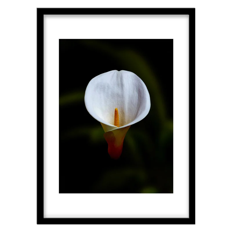 تابلو دکوراتیو مدل عکاسی مینیمال گل سفید کد 0441